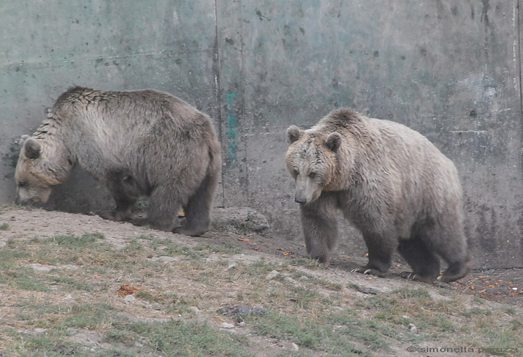 Gli Orsi del Parco dell''Orecchiella